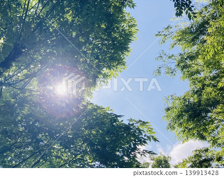 the sun looking up from the forest the sun looking up from the forest 139913428