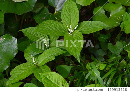 日本金盞花(Chloranthus japonicus)的花朵,二里靜香,能劇中靜香御前的幽靈,一種有毒植物,一種藥用草本植物。 日本金盞花(Chloranthus japonicus)的花朵,二里靜香,能劇中靜香御前的幽靈,一種有毒植物,一種藥用草本植物。 139913518