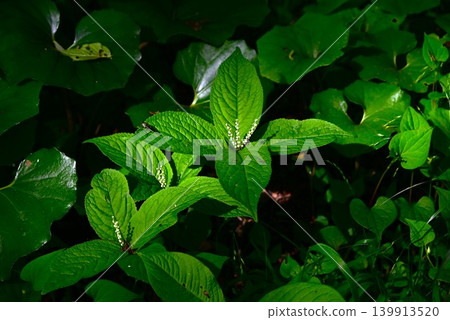 日本金盞花（Chloranthus japonicus）的花朵，二里靜香，能劇中靜香御前的幽靈，一種有毒植物，一種藥用草本植物。 139913520