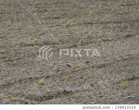 Swallows gathering nesting materials in a rice paddy Swallows gathering nesting materials in a rice paddy 139913524
