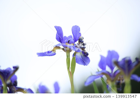 藍色的花 139913547