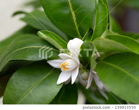 Hanayuzu flowers Hanayuzu flowers 139913550