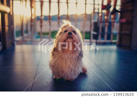Shih tzu dog sitting on the porch and asking owner something to eat 139913620