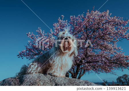 Shih tzu dog on blossom apricot tree background Shih tzu dog on blossom apricot tree background 139913621