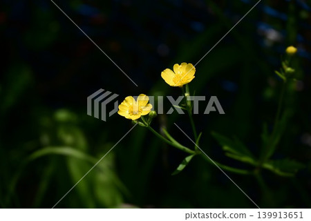日本毛茛(Ranunculus japonicus)的花朵與馬蹄印的形狀相似。 日本毛茛(Ranunculus japonicus)的花朵與馬蹄印的形狀相似。 139913651