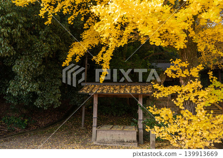 Photographing yellow ginkgo biloba in late autumn at Takara Shrine in Yawata City, Kyoto Prefecture Photographing yellow ginkgo biloba in late autumn at Takara Shrine in Yawata City, Kyoto Prefecture 139913669