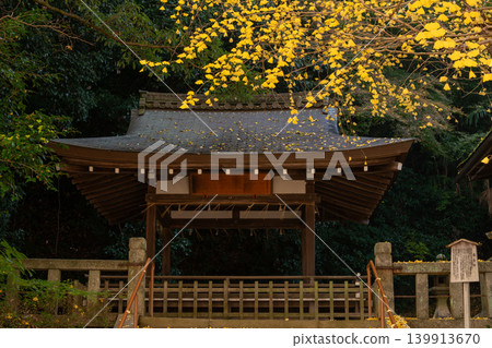 Photographing yellow ginkgo biloba in late autumn at Takara Shrine in Yawata City, Kyoto Prefecture Photographing yellow ginkgo biloba in late autumn at Takara Shrine in Yawata City, Kyoto Prefecture 139913670