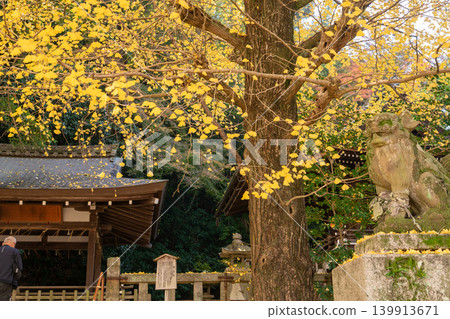 在京都府八幡市寶神社拍攝深秋的黃色銀杏 在京都府八幡市寶神社拍攝深秋的黃色銀杏 139913671