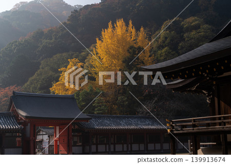 Photographing yellow ginkgo biloba in late autumn at Takara Shrine in Yawata City, Kyoto Prefecture 139913674