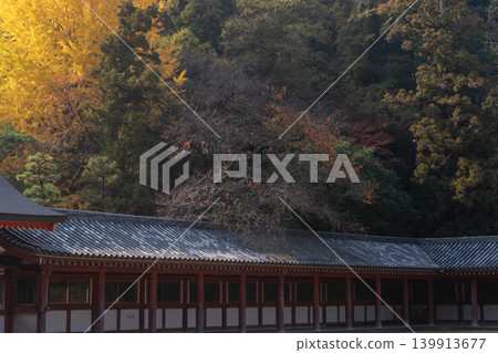 Photographing yellow ginkgo biloba in late autumn at Takara Shrine in Yawata City, Kyoto Prefecture 139913677