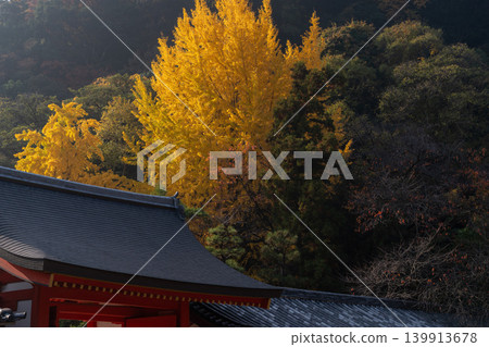Photographing yellow ginkgo biloba in late autumn at Takara Shrine in Yawata City, Kyoto Prefecture Photographing yellow ginkgo biloba in late autumn at Takara Shrine in Yawata City, Kyoto Prefecture 139913678