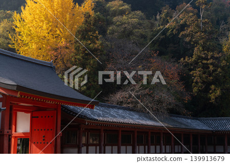 Photographing yellow ginkgo biloba in late autumn at Takara Shrine in Yawata City, Kyoto Prefecture 139913679