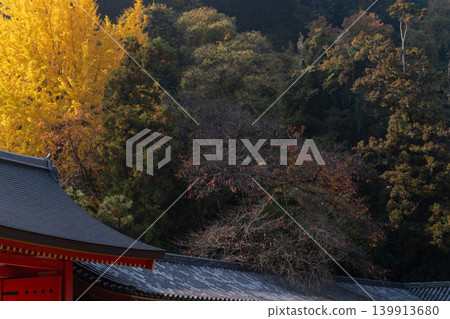 Photographing yellow ginkgo biloba in late autumn at Takara Shrine in Yawata City, Kyoto Prefecture 139913680