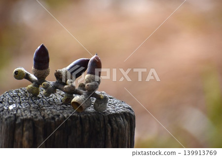 橡子非常適合兒童玩耍。 139913769