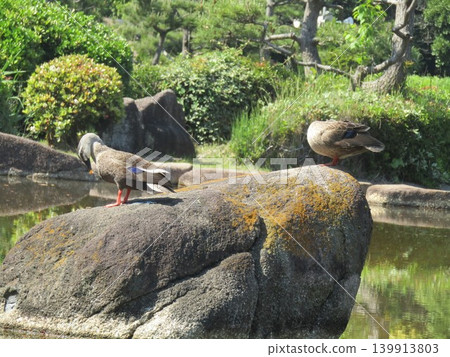 Mallard ducks that came to the pond at Inage Seaside Park in May 139913803