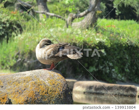 五月來到伊納格海濱公園池塘的綠頭鴨 139913804