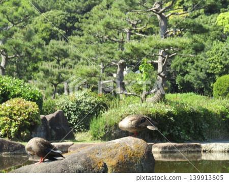 綠頭鴨，這種本地鳥類，來到了伊納格海濱公園的池塘。 139913805