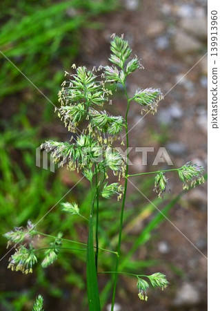 果園草(又稱林木草、梯牧草、果園草)是夏季花粉熱的病原體之一。 果園草(又稱林木草、梯牧草、果園草)是夏季花粉熱的病原體之一。 139913960