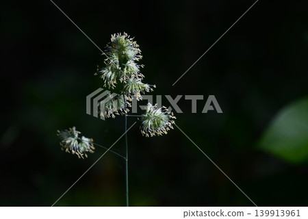 Orchard grass (Timber grass, timothy grass, orchard grass) is a cause of summer hay fever. Orchard grass (Timber grass, timothy grass, orchard grass) is a cause of summer hay fever. 139913961