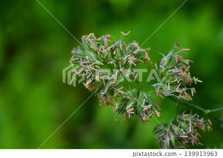 果園草（又稱林木草、梯牧草、果園草）是夏季花粉熱的病原體之一。 139913963