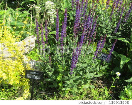 Olearia aurea in the flowerbeds of the Flower Museum Olearia aurea in the flowerbeds of the Flower Museum 139913998