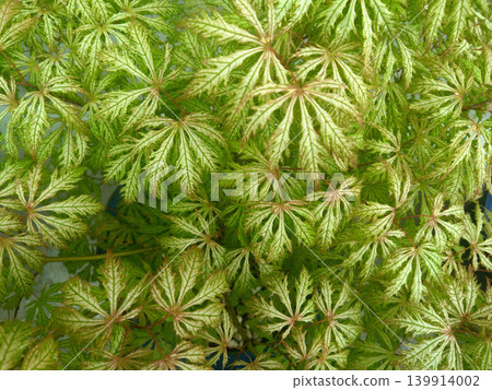 The delicate leaf patterns of this variegated maple are beautiful in its fresh green leaves. The delicate leaf patterns of this variegated maple are beautiful in its fresh green leaves. 139914002
