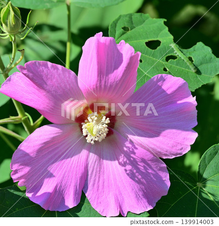 One flower of Furong One flower of Furong 139914003