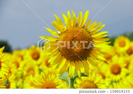 Sunflower shining in the blue sky Sunflower shining in the blue sky 139914155