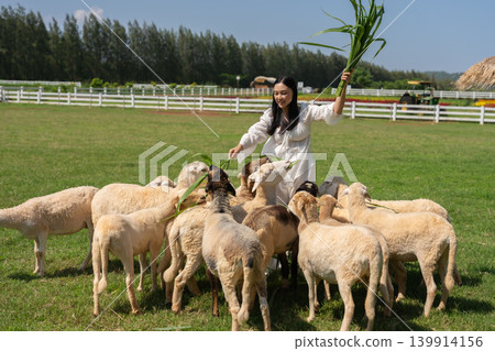 woman feeding a tree branch to the sheep on grass field woman feeding a tree branch to the sheep on grass field 139914156