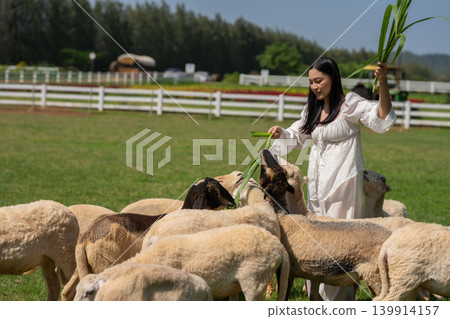 woman feeding a tree branch to the sheep on grass field woman feeding a tree branch to the sheep on grass field 139914157