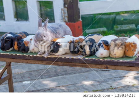 A group of guinea pigs and rabbits lined up together. 139914215