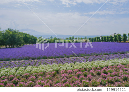 [Farm Tomita] Beautiful purple lavender fields 139914321