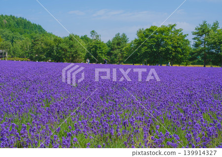 [Farm Tomita] Beautiful purple lavender fields 139914327