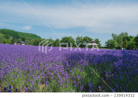 【富田農場】美麗的紫色薰衣草田 139914332