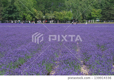 【富田農場】美麗的紫色薰衣草田 139914336