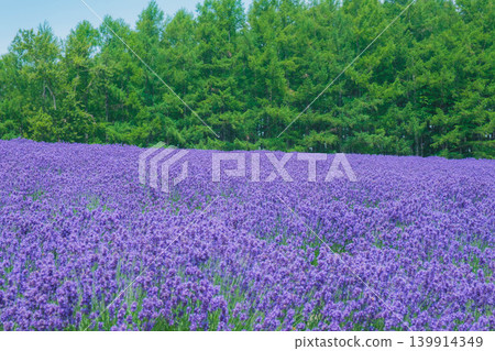 【富田農場】美麗的紫色薰衣草田 【富田農場】美麗的紫色薰衣草田 139914349