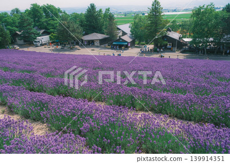 【富田農場】美麗的紫色薰衣草田 139914351
