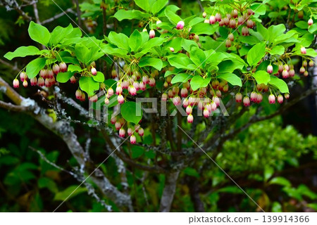 Enkianthus campanulatus 的花朵，又稱 Sarasa-doudatsutsuji，是日本特有的植物。 139914366