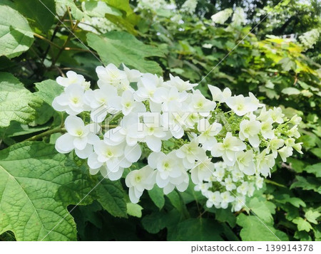 Oakleaf hydrangea (Hydrangea serrata) with its pyramidal cluster of white flowers. 139914378