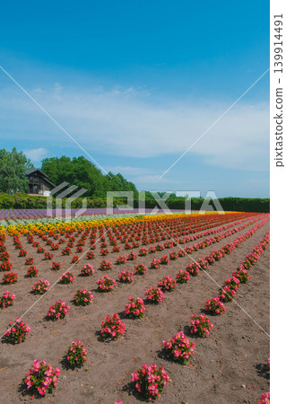【富田農場】一片盛開著紅色花朵的壯麗景色。 139914491