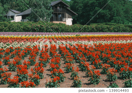 【富田農場】一片盛開著紅色花朵的壯麗景色。 139914493