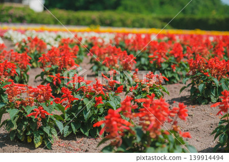【富田農場】一片盛開著紅色花朵的壯麗景色。 139914494