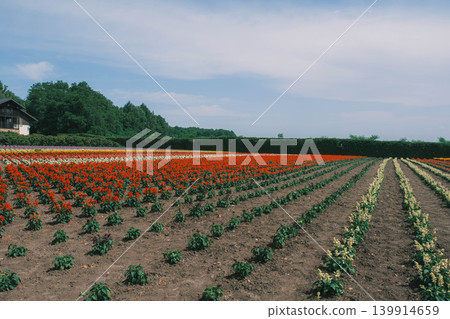 [Farm Tomita] A landscape overflowing with colorful flowers in full bloom 139914659