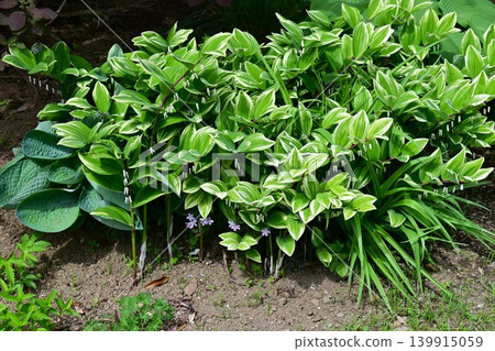 玉竹花,又稱玉竹(Solomon's seal flower)。 玉竹花,又稱玉竹(Solomon's seal flower)。 139915059
