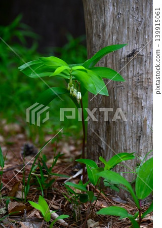 Solomon's seal flower, also known as Narukoran (Solomon's seal flower). Solomon's seal flower, also known as Narukoran (Solomon's seal flower). 139915061