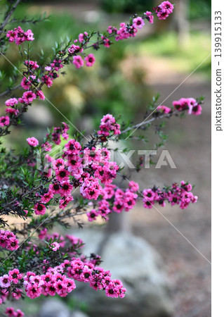 Leptospermum manuka, tea tree 139915133