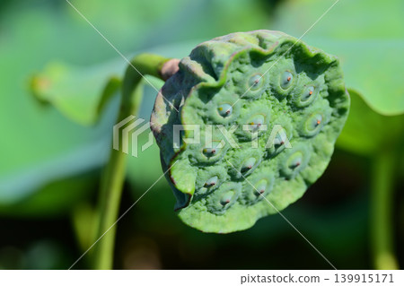 Lotus fruit Lotus fruit 139915171