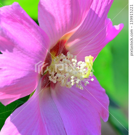 Hibiscus (Japanese hibiscus) - Macro photography 139915221