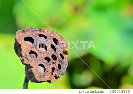 Old lotus seeds Old lotus seeds 139915380