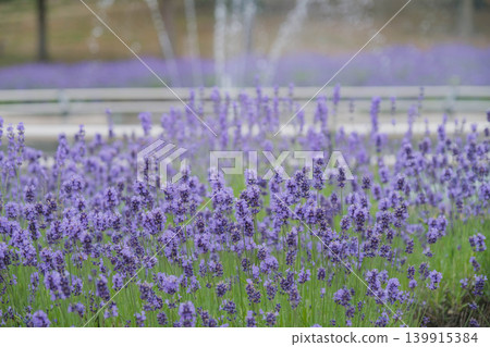 [Hinode Park] A beautiful scene of a park in Hokkaido where lavender is in full bloom. 139915384